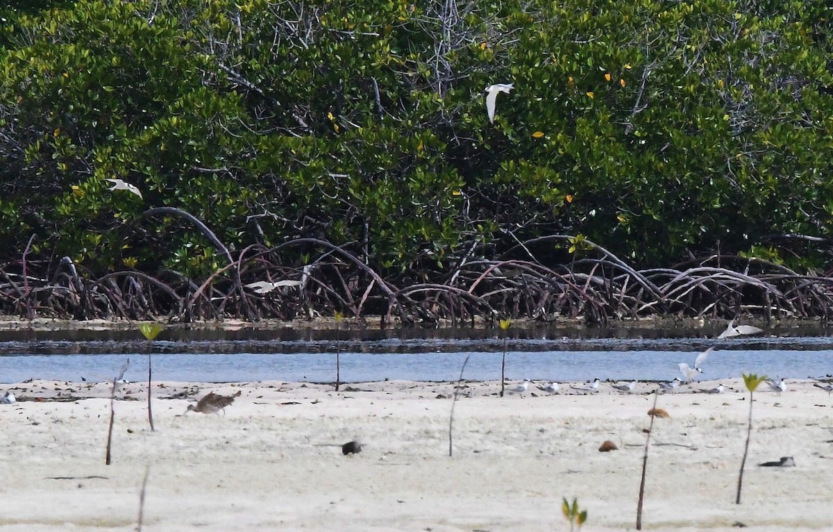 Black-naped Tern - ML38925791