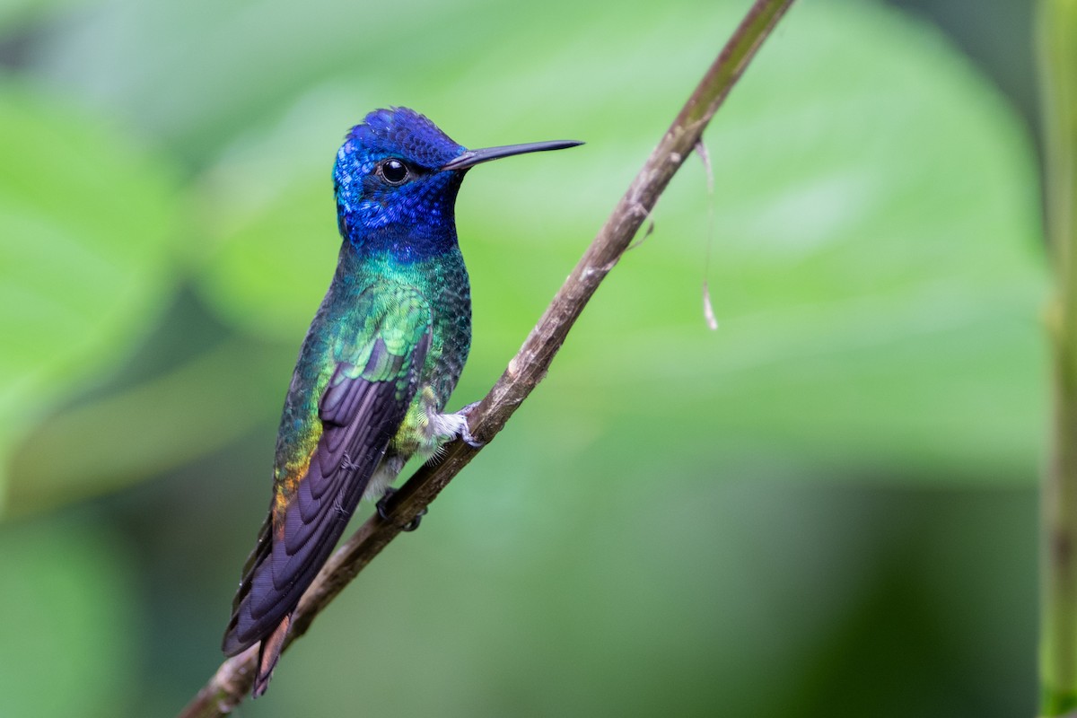 Golden-tailed Sapphire - Brandon Nidiffer