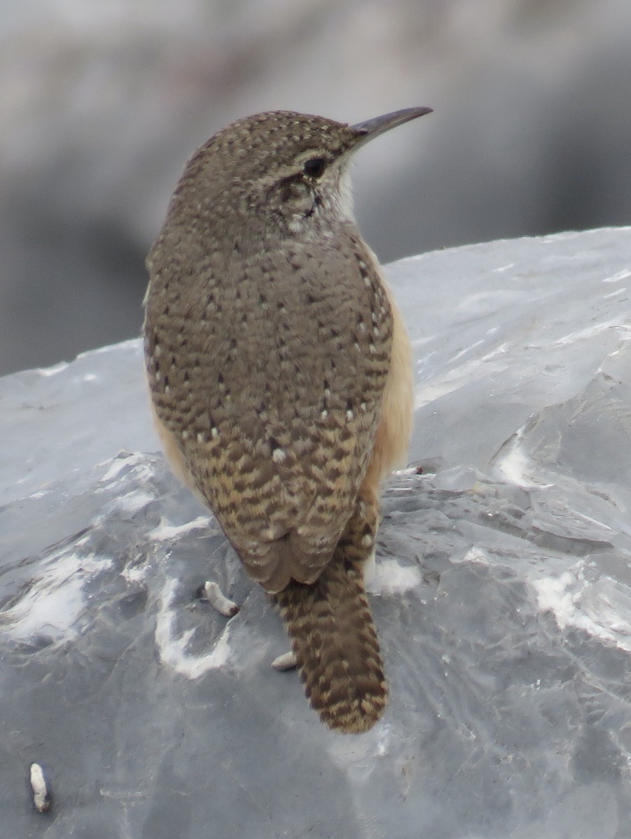 Rock Wren - ML389259531