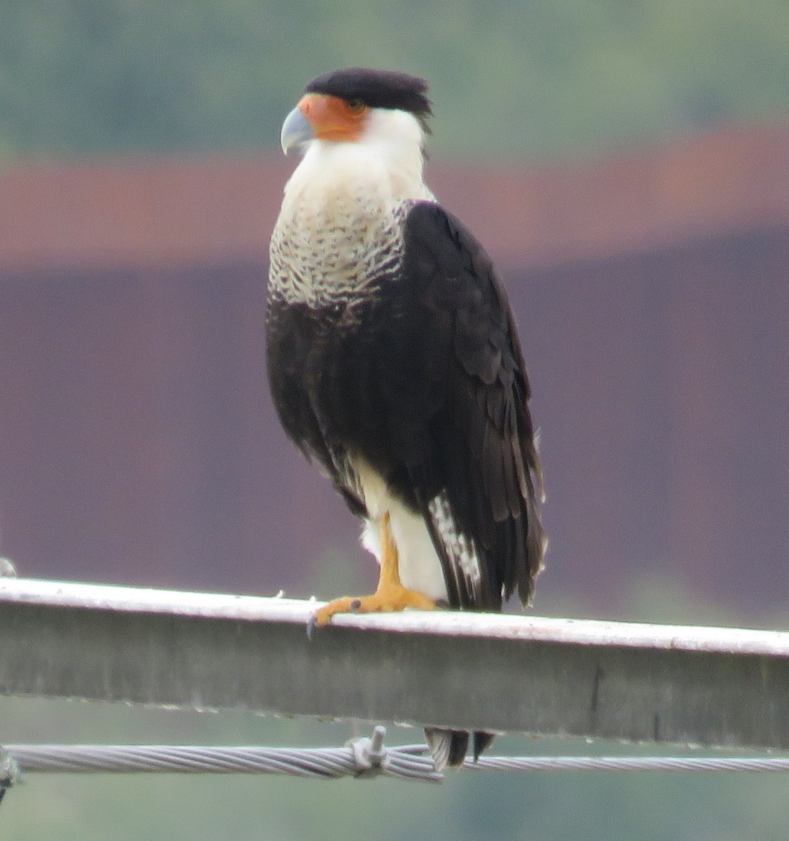 Crested Caracara - ML389259671