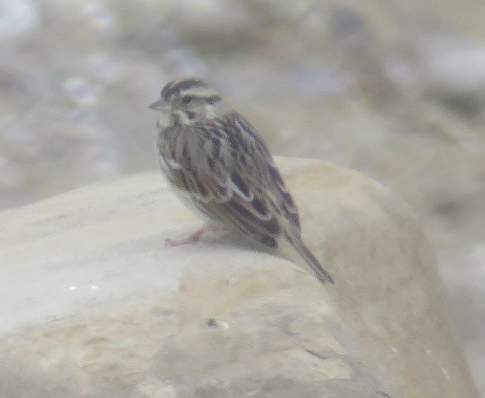 new world sparrow sp. - ML389261551