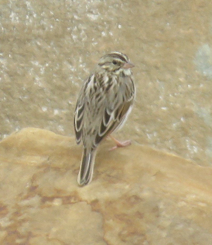 new world sparrow sp. - ML389261721