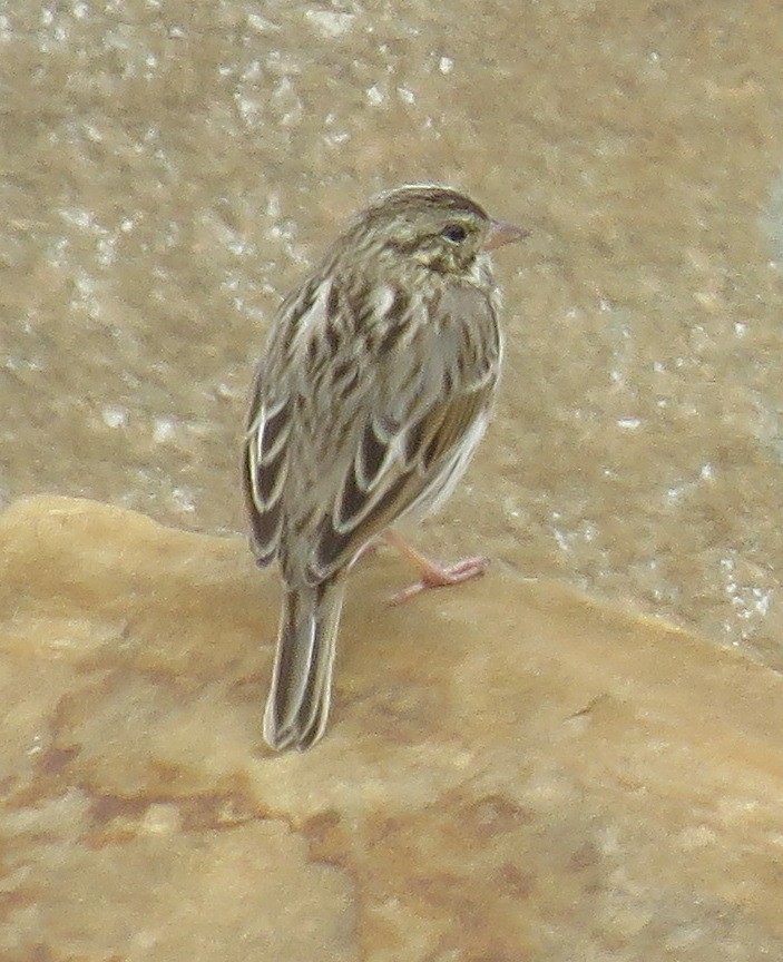 new world sparrow sp. - ML389261761