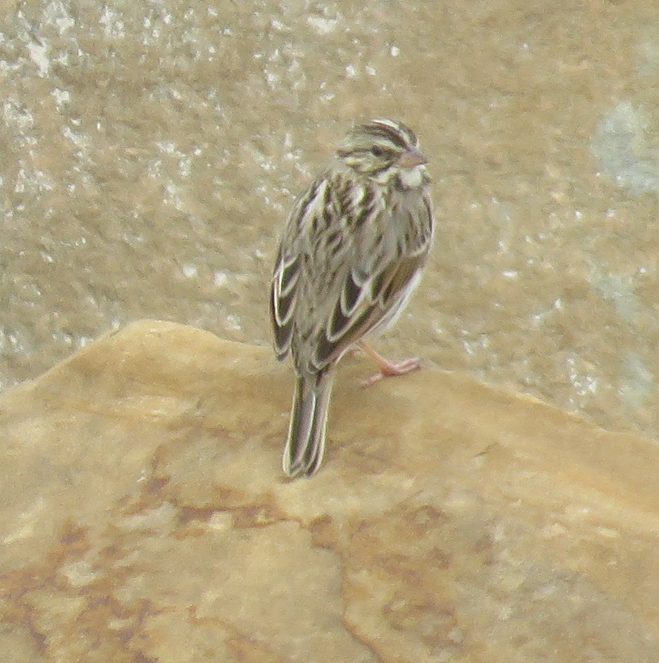 new world sparrow sp. - ML389261781