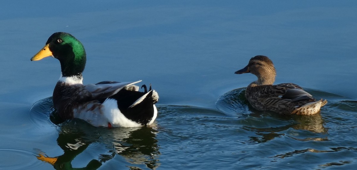 Mallard (Domestic type) - ML389263201