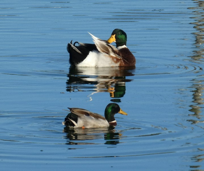 Mallard (Domestic type) - ML389263291