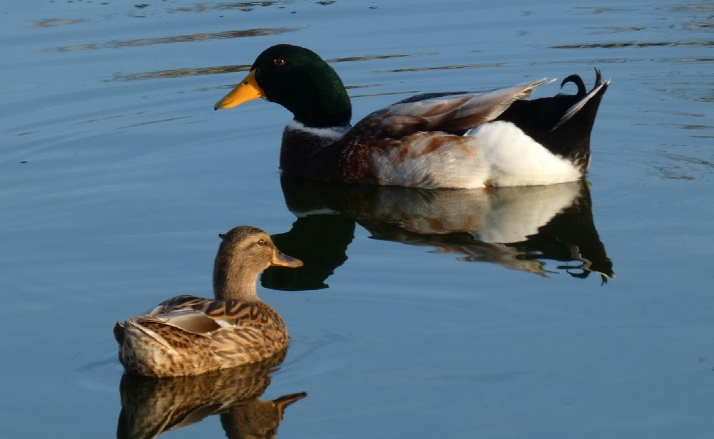 Mallard (Domestic type) - ML389263371