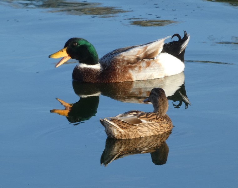 Mallard (Domestic type) - ML389263411