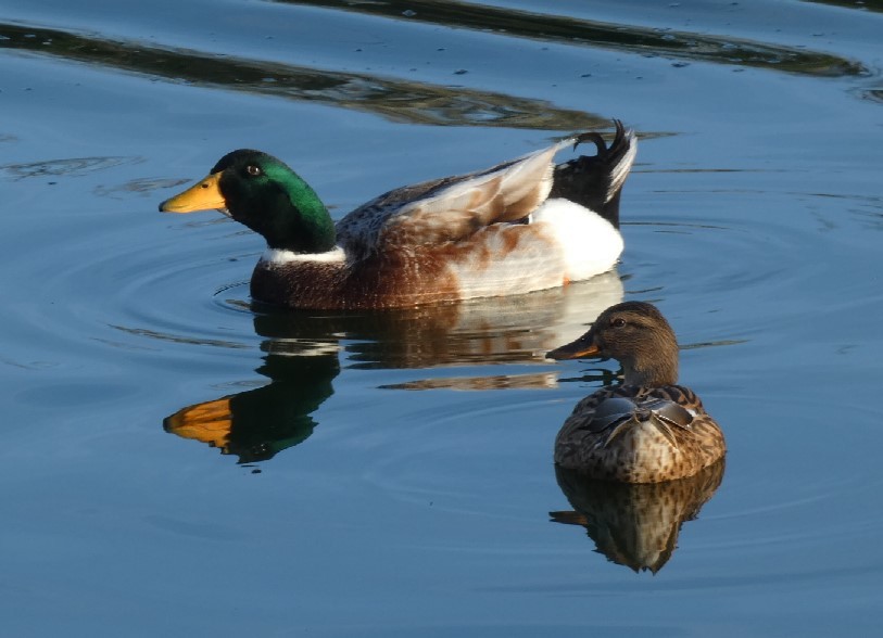 Mallard (Domestic type) - ML389263451