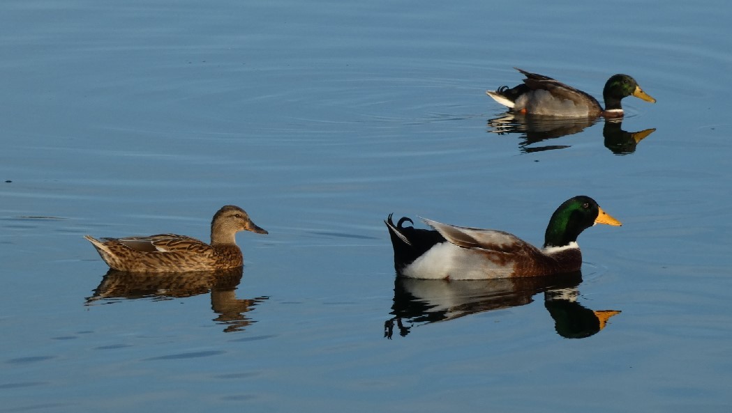 Mallard (Domestic type) - ML389263481