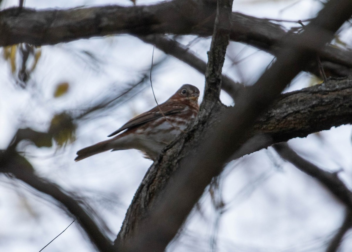 Fox Sparrow (Red) - ML389263591