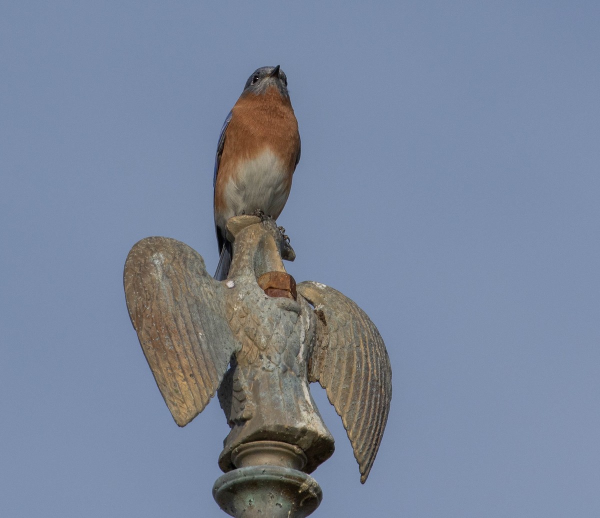 Eastern Bluebird - ML389264821