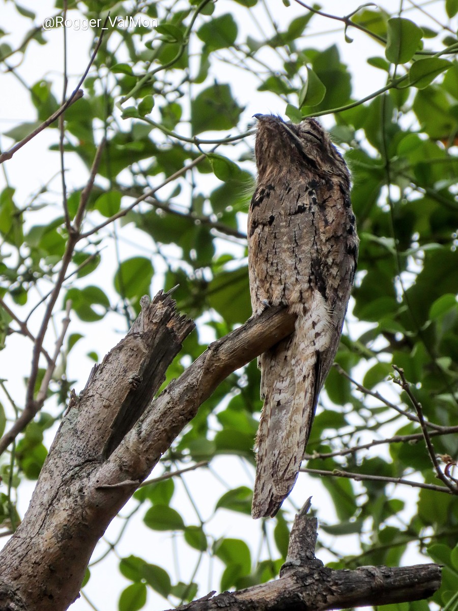 Common Potoo - Rogger Valencia Monroy