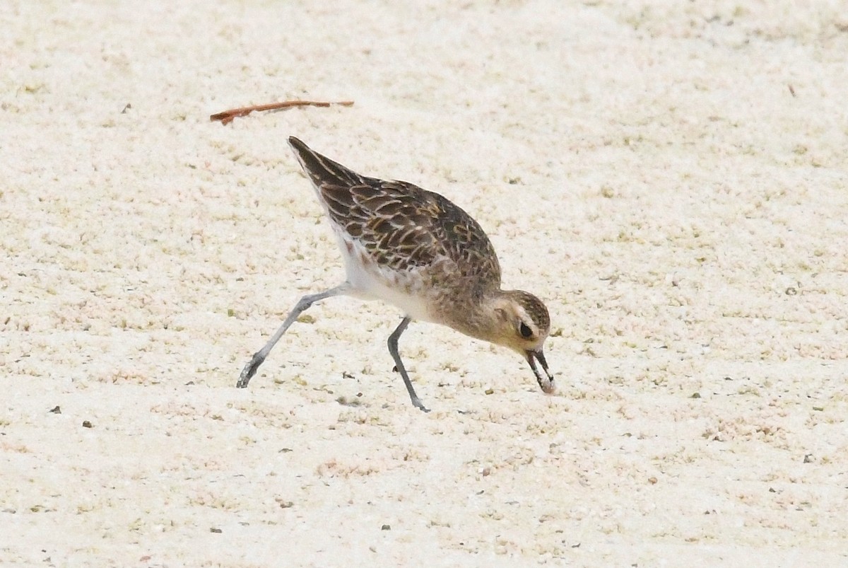 Chorlito Dorado Siberiano - ML38926531