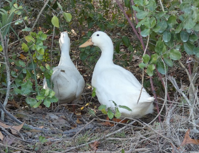 Mallard (Domestic type) - ML389267151