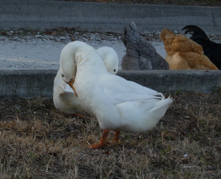 Mallard (Domestic type) - ML389267191