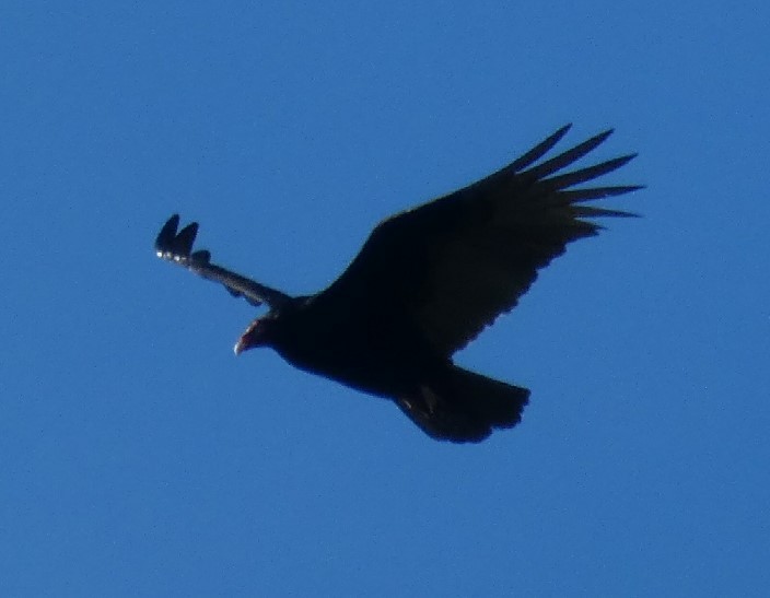 Turkey Vulture - ML389269691