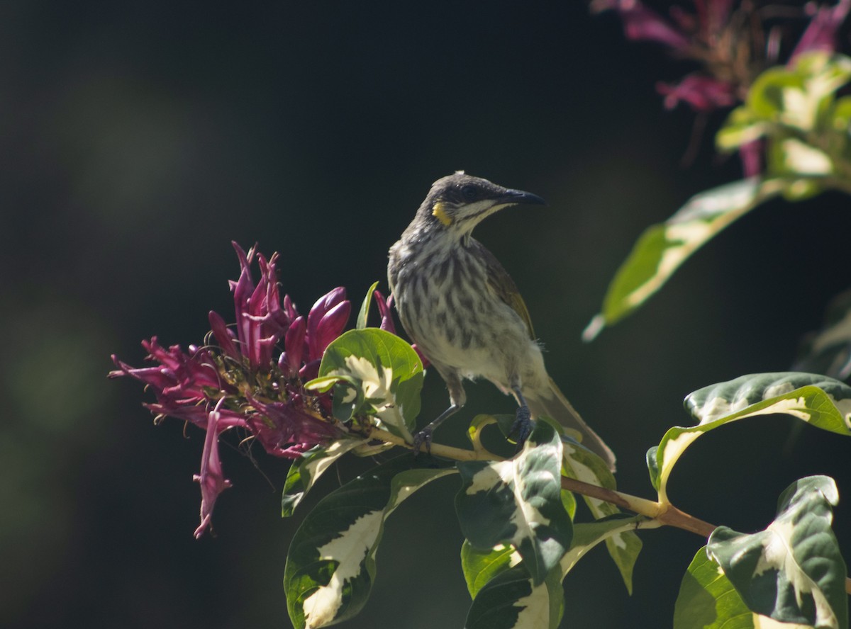 Streak-breasted Honeyeater - Mitch Rose