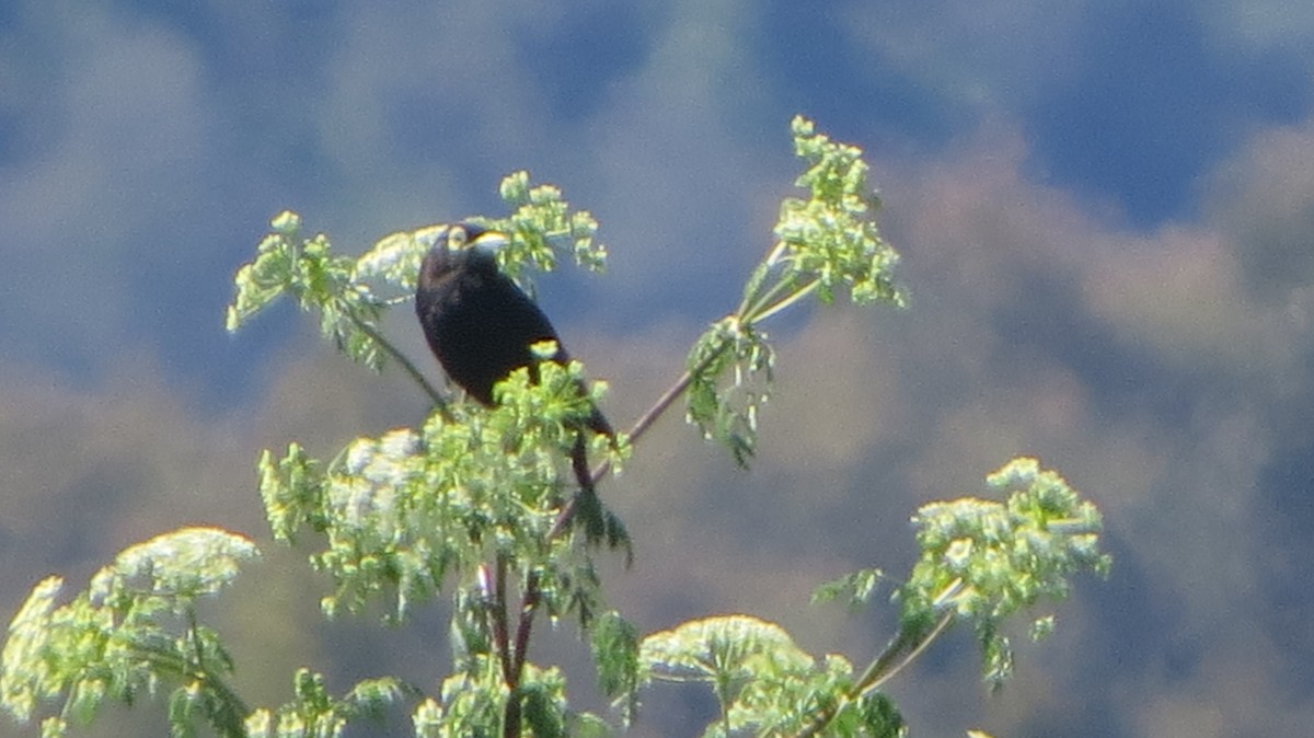 Spectacled Tyrant - ML38927271