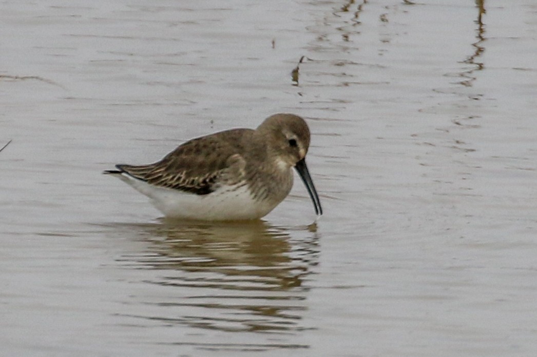 Dunlin - ML389273341