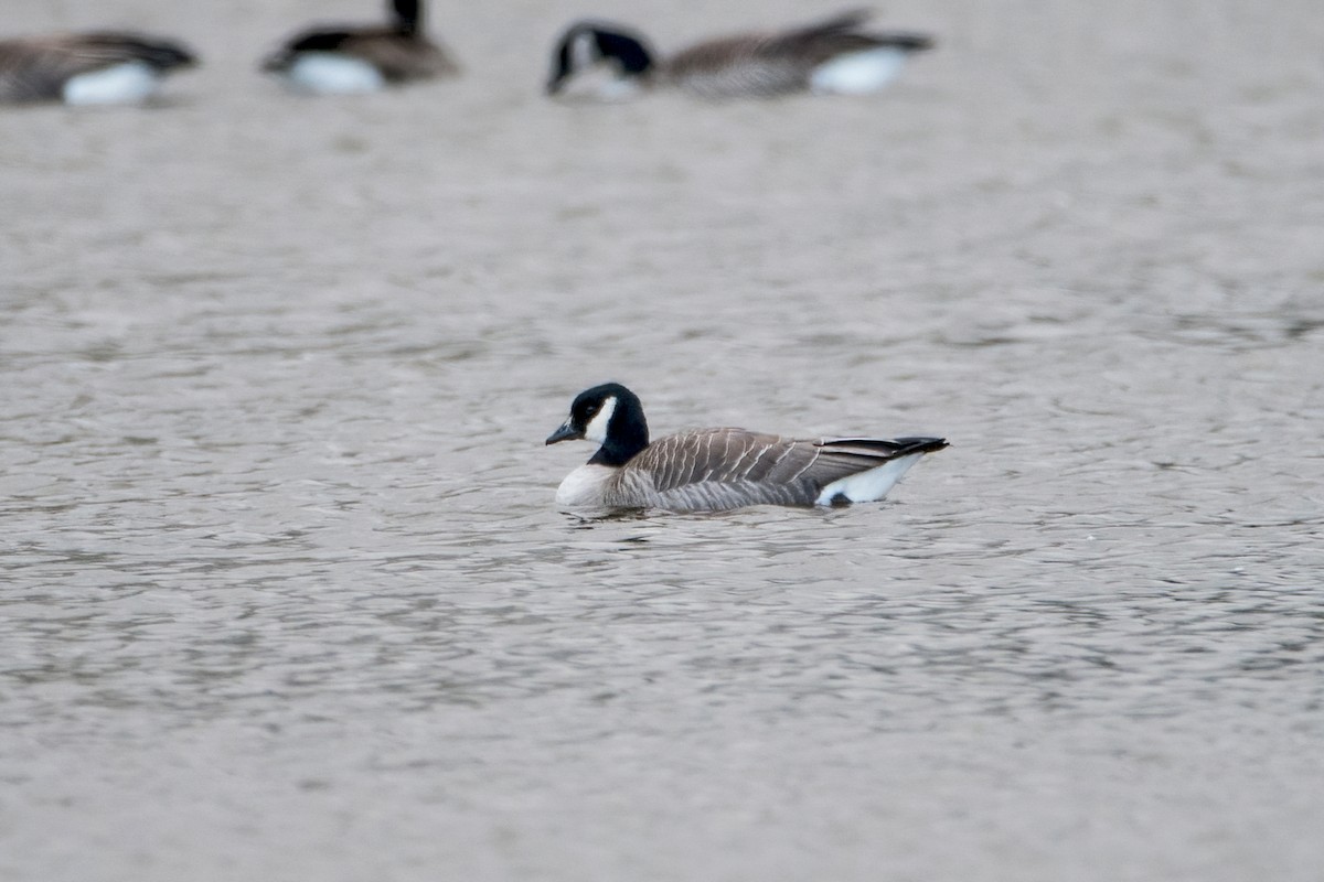 Cackling Goose - Sue Barth