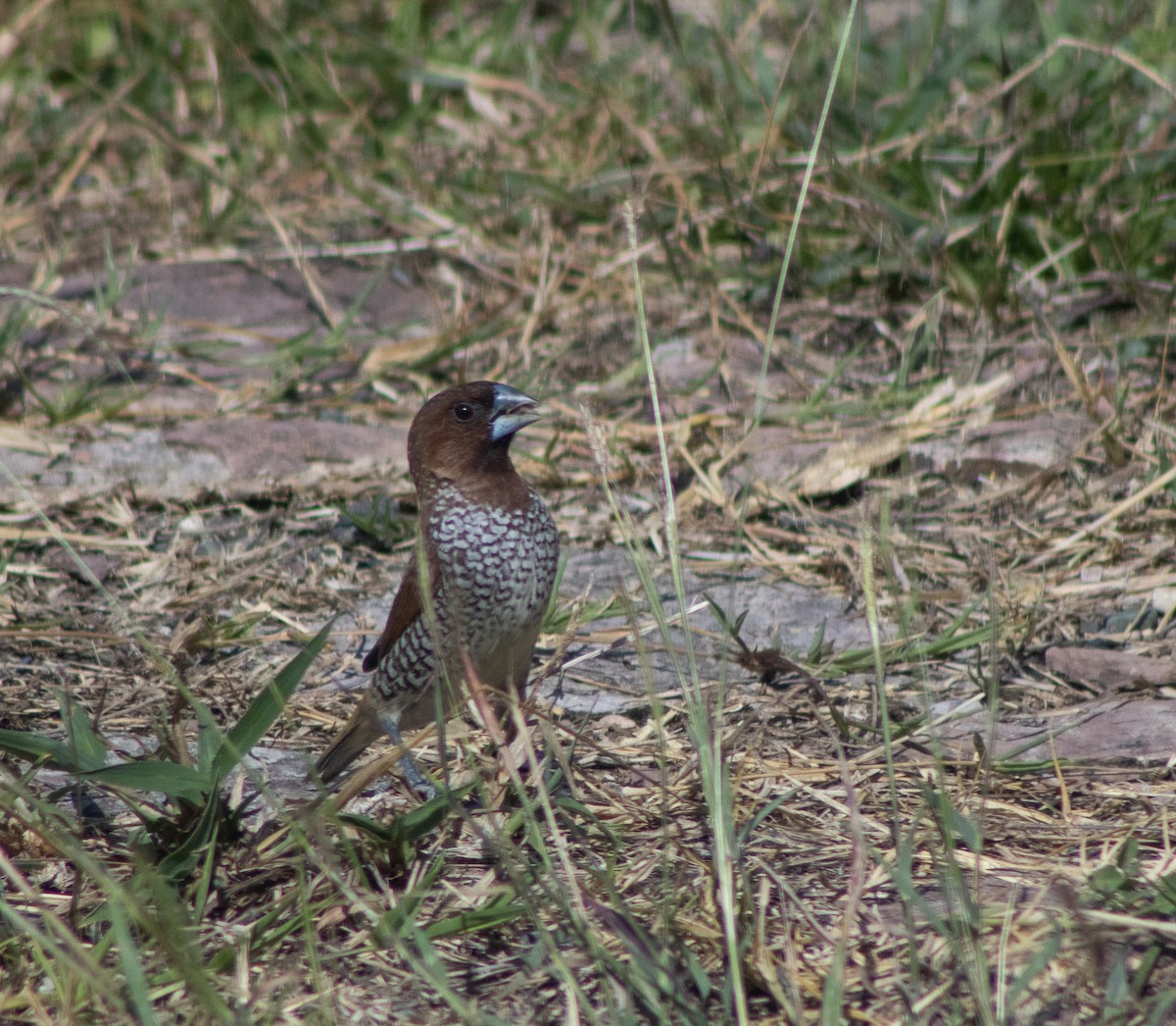 Scaly-breasted Munia - ML389276291