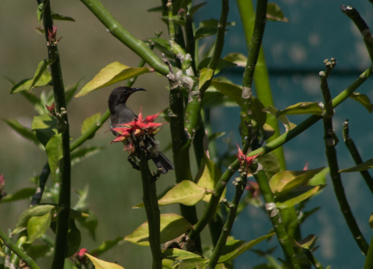 Black-breasted Myzomela - ML389276481