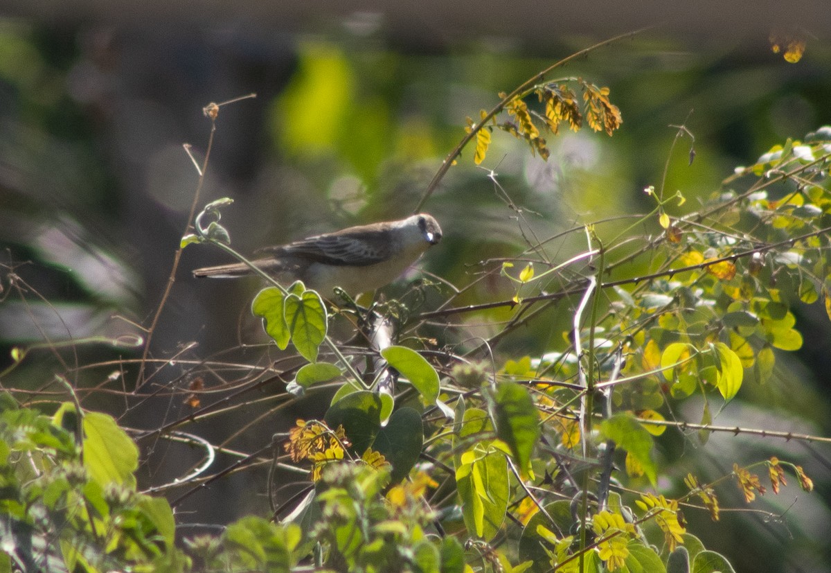 White-shouldered Triller - ML389276581