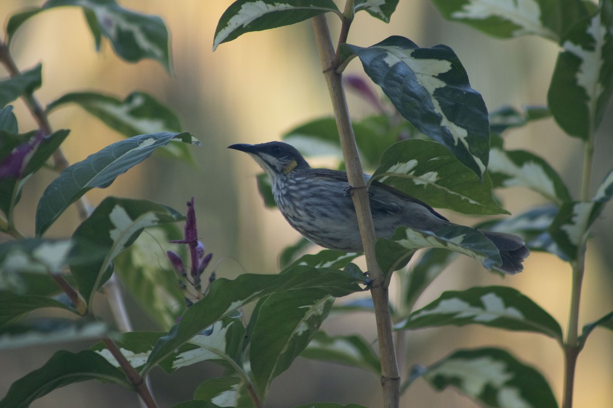 Streak-breasted Honeyeater - ML389277061