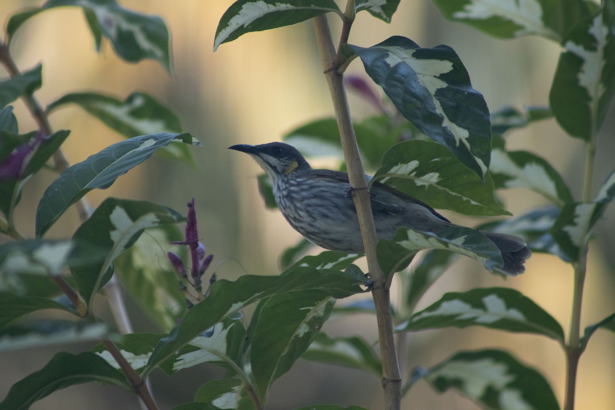 Streak-breasted Honeyeater - Mitch Rose