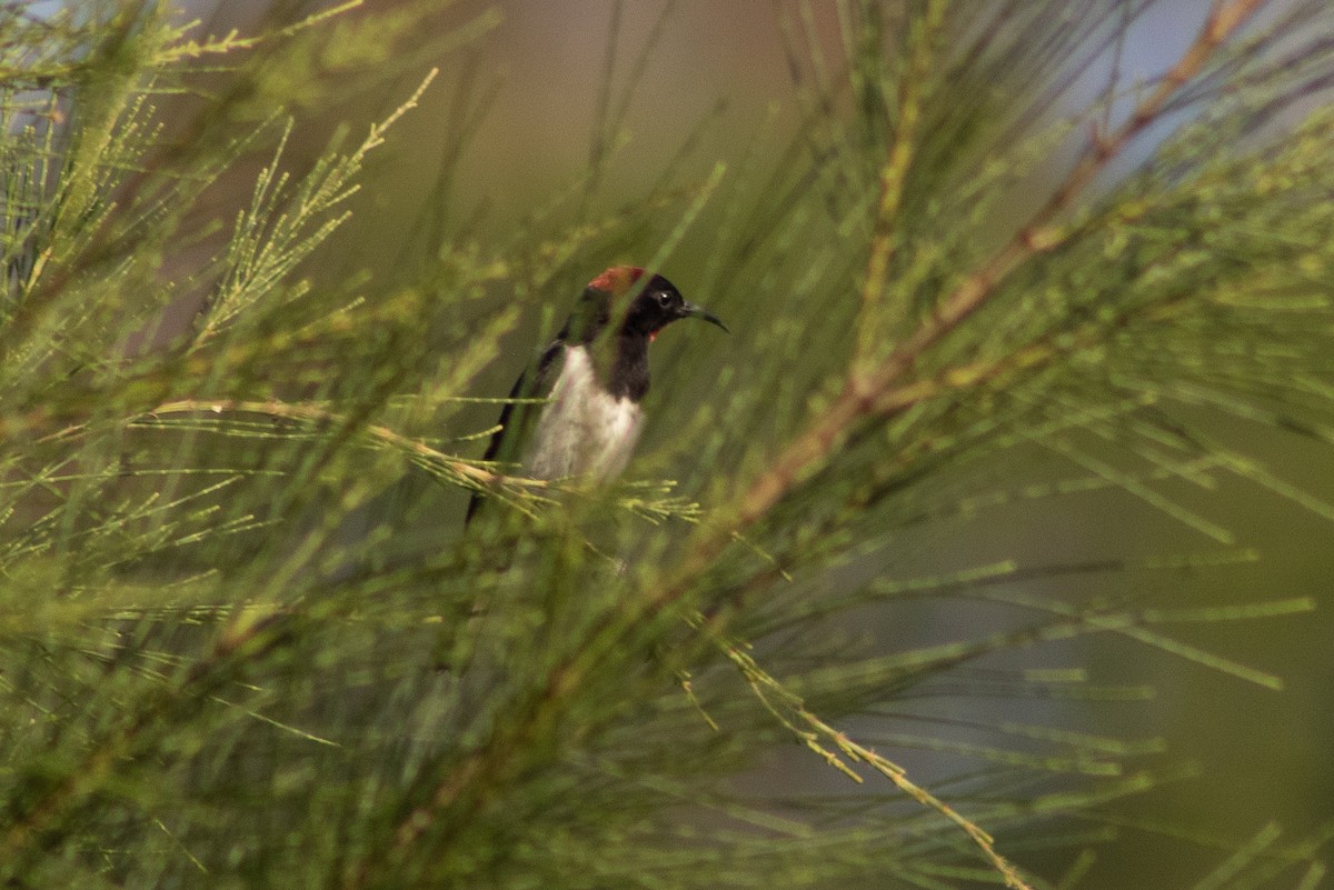 Black-breasted Myzomela - ML389277151