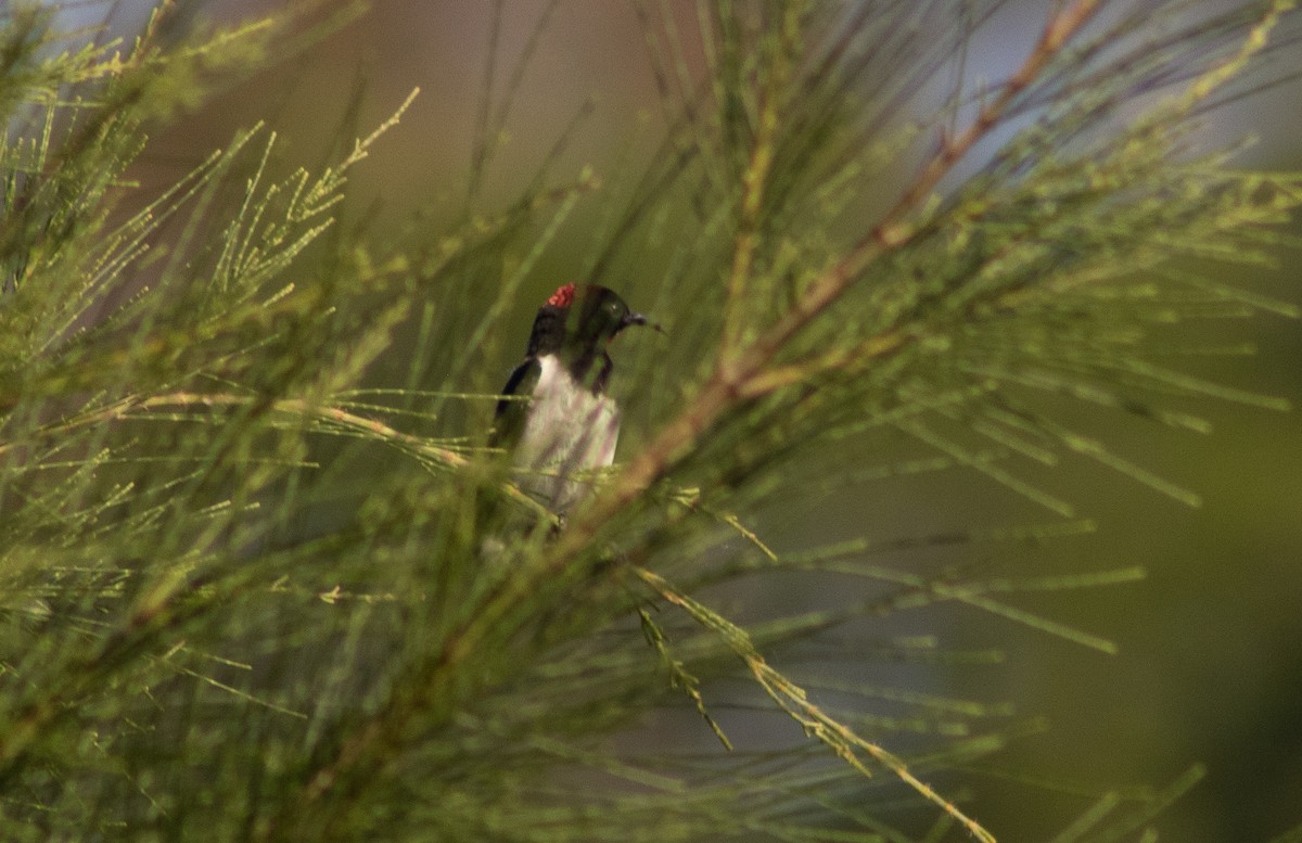 Black-breasted Myzomela - ML389277311