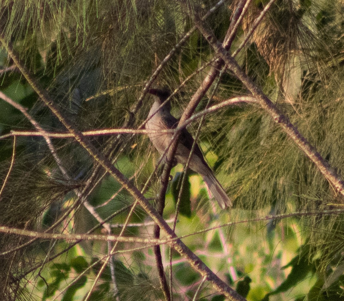 Timor Oriole - ML389277351