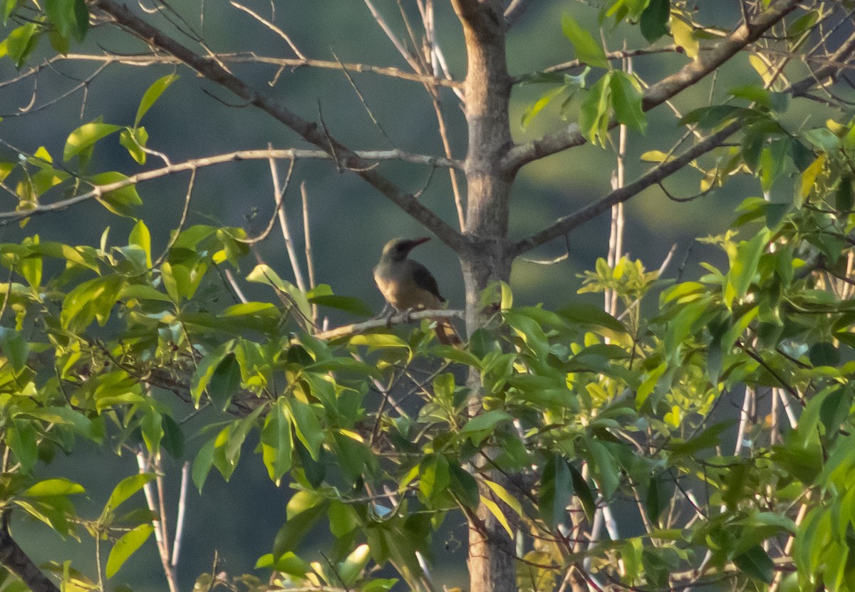 Timor Oriole - ML389277381
