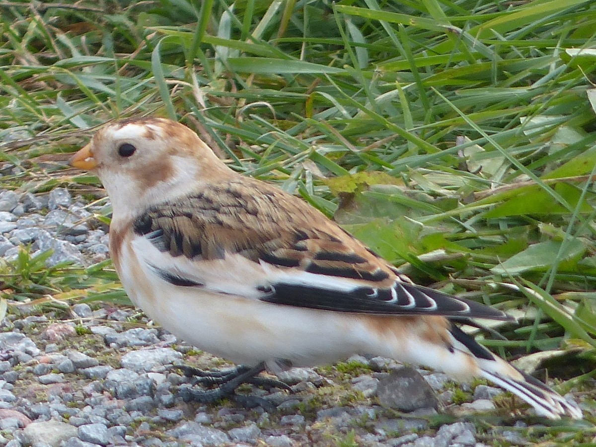 Snow Bunting - Warren Dunlop