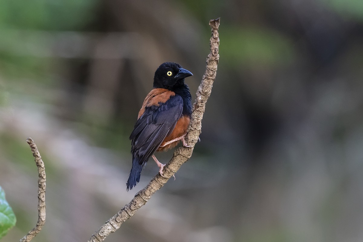 Chestnut-and-black Weaver - Stefan Hirsch