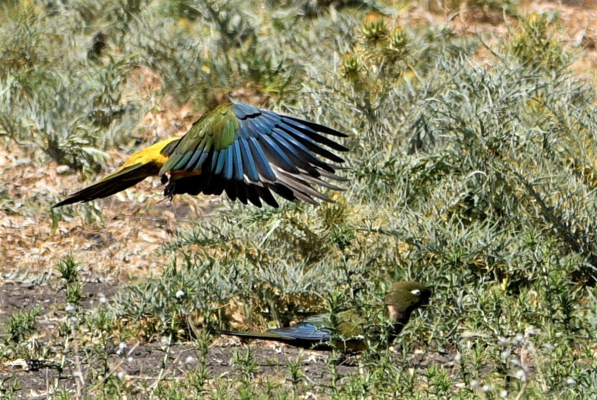 Burrowing Parakeet - ML389279221