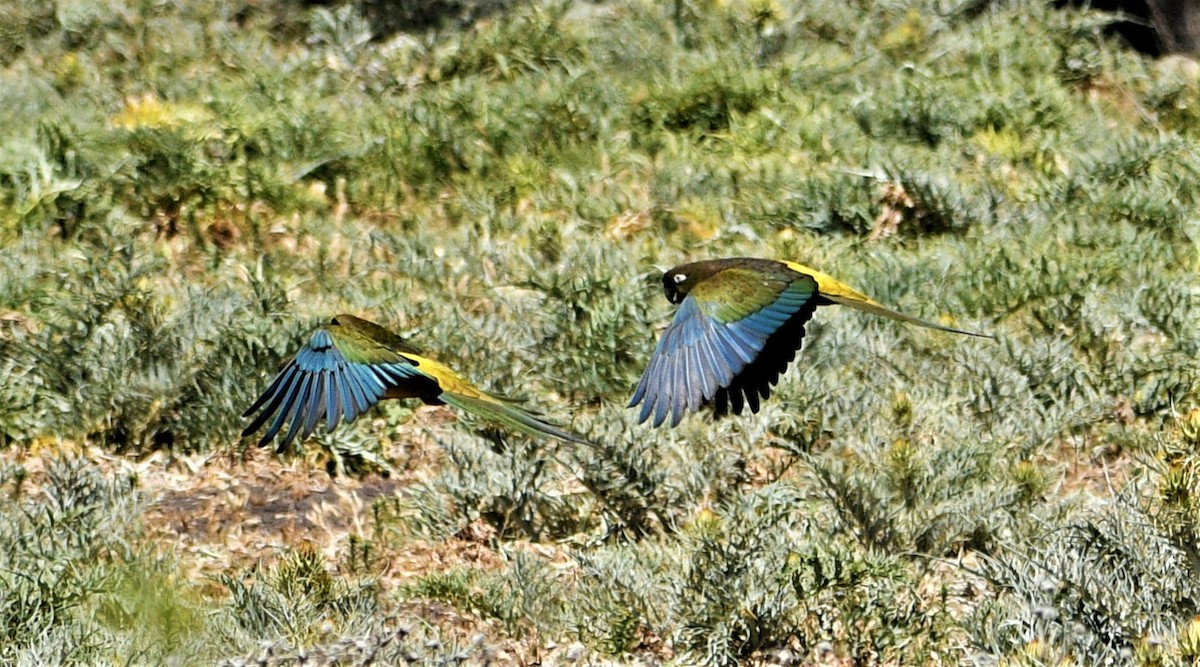 Burrowing Parakeet - ML389279241