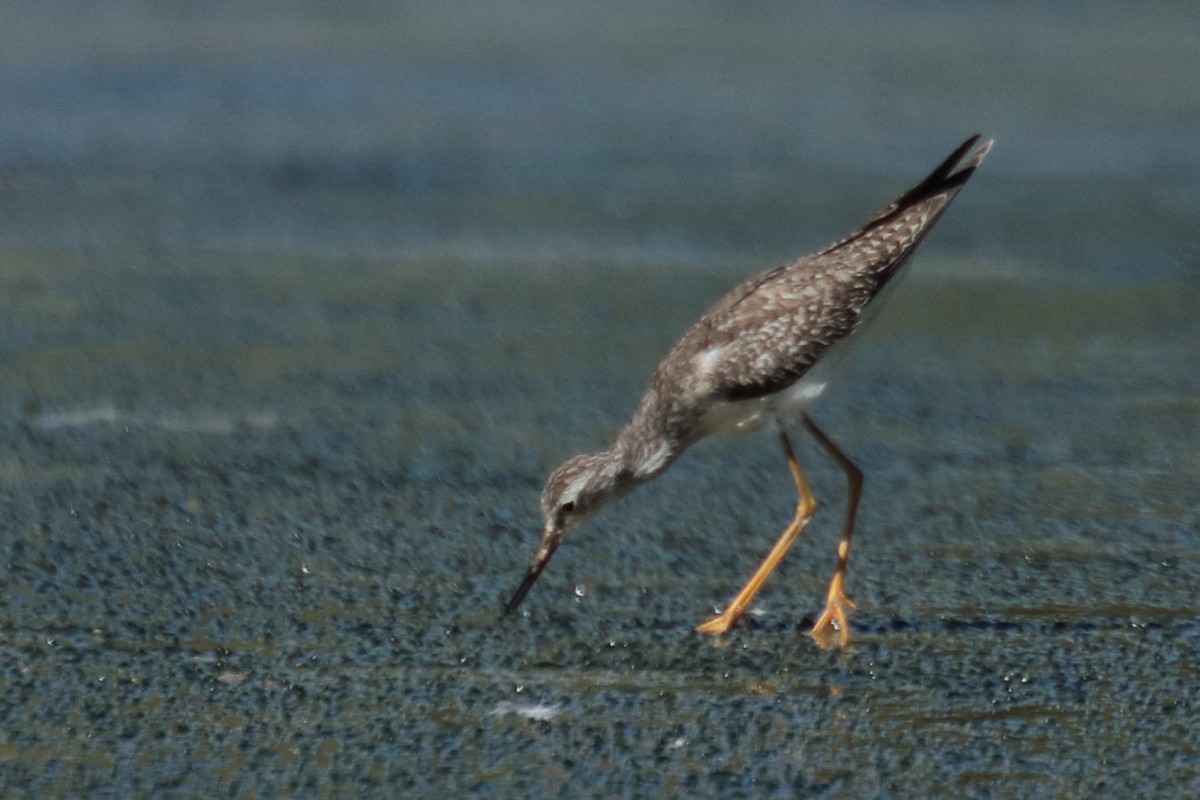 Lesser Yellowlegs - ML389283121