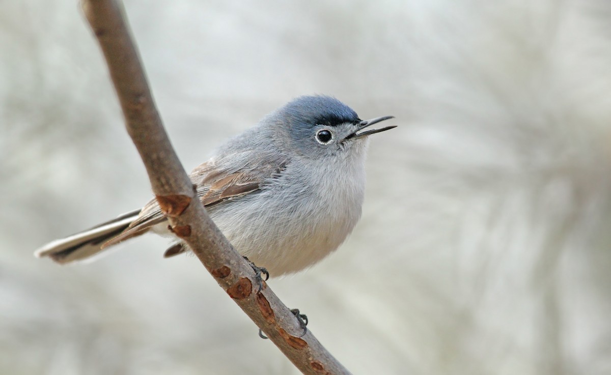 Blue-gray Gnatcatcher (caerulea) - ML38928351