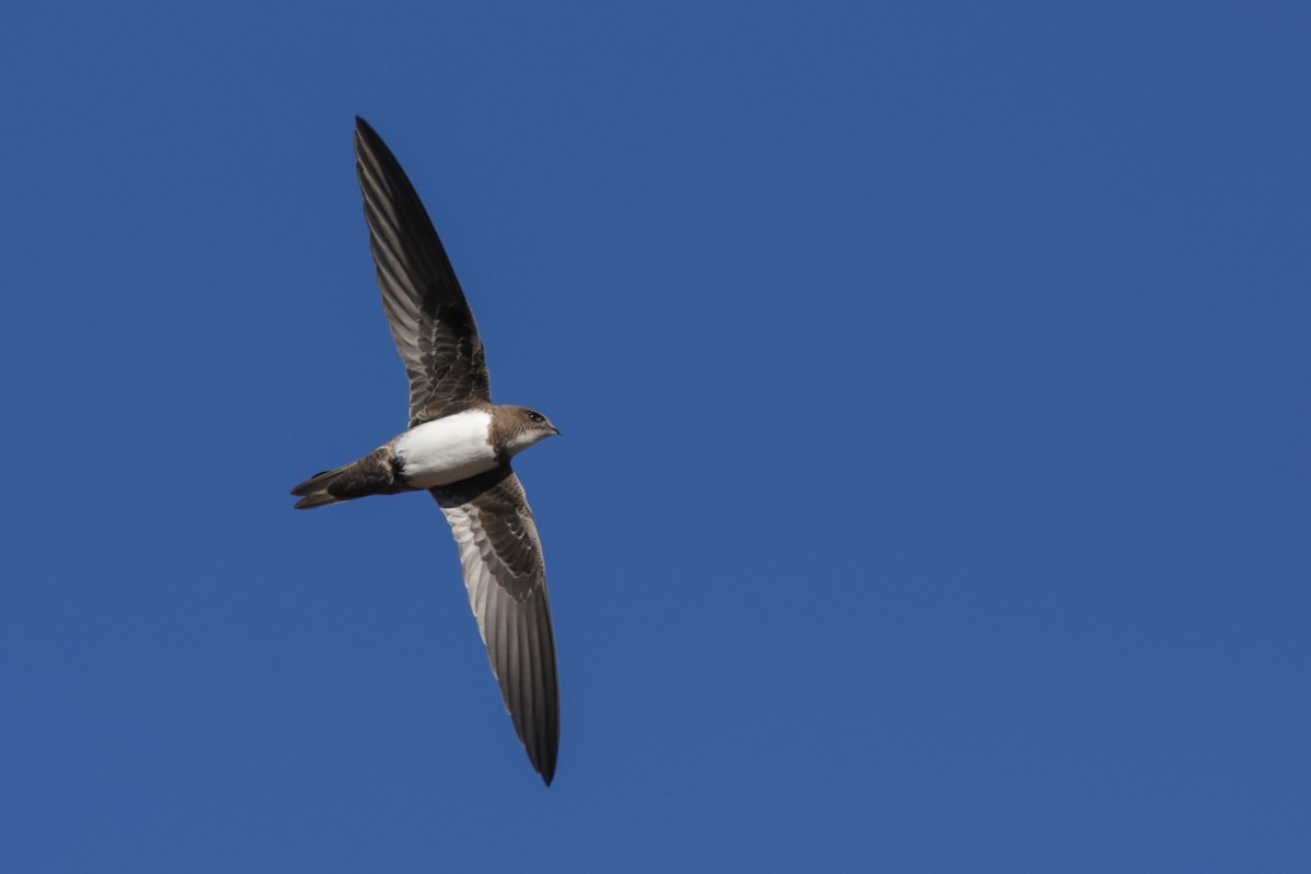 Alpine Swift - Rei Segali