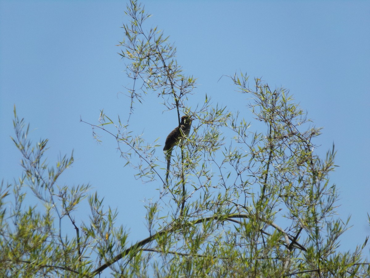 Striped Cuckoo - ML389284411