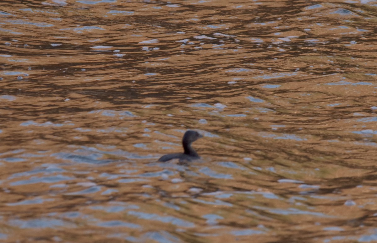 Pied-billed Grebe - ML389284691