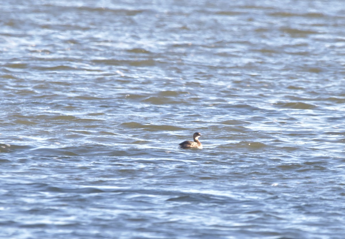 Pied-billed Grebe - ML389284701