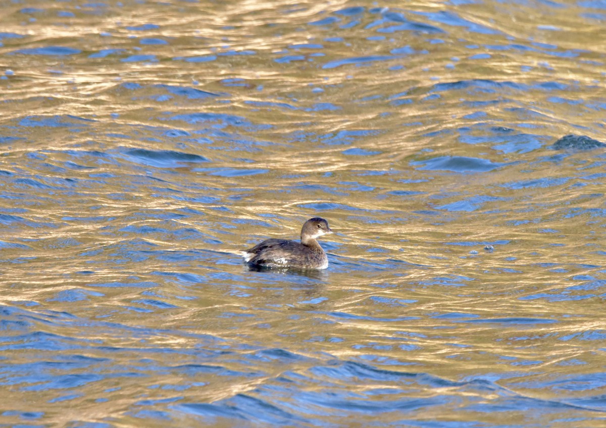 Pied-billed Grebe - ML389284711