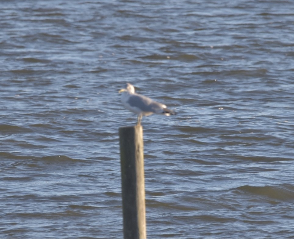 Ring-billed Gull - ML389284721