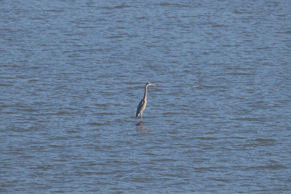 Great Blue Heron - ML389284801