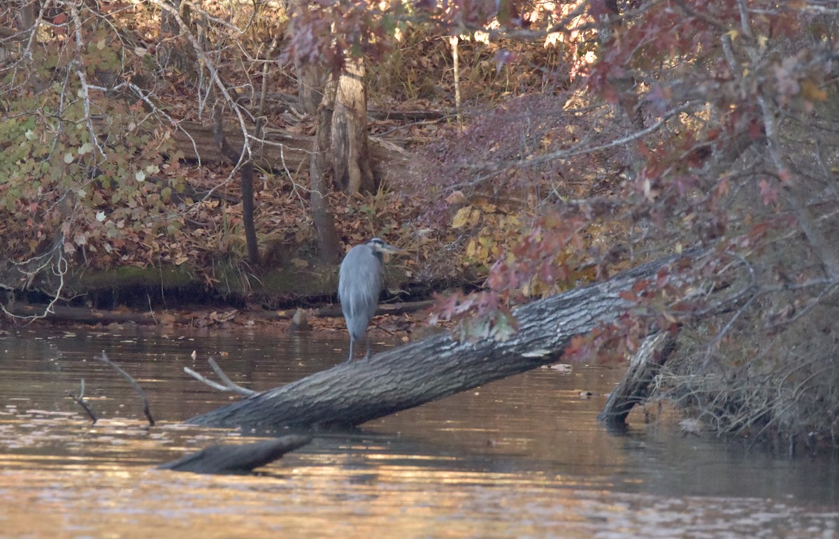 Great Blue Heron - ML389284821