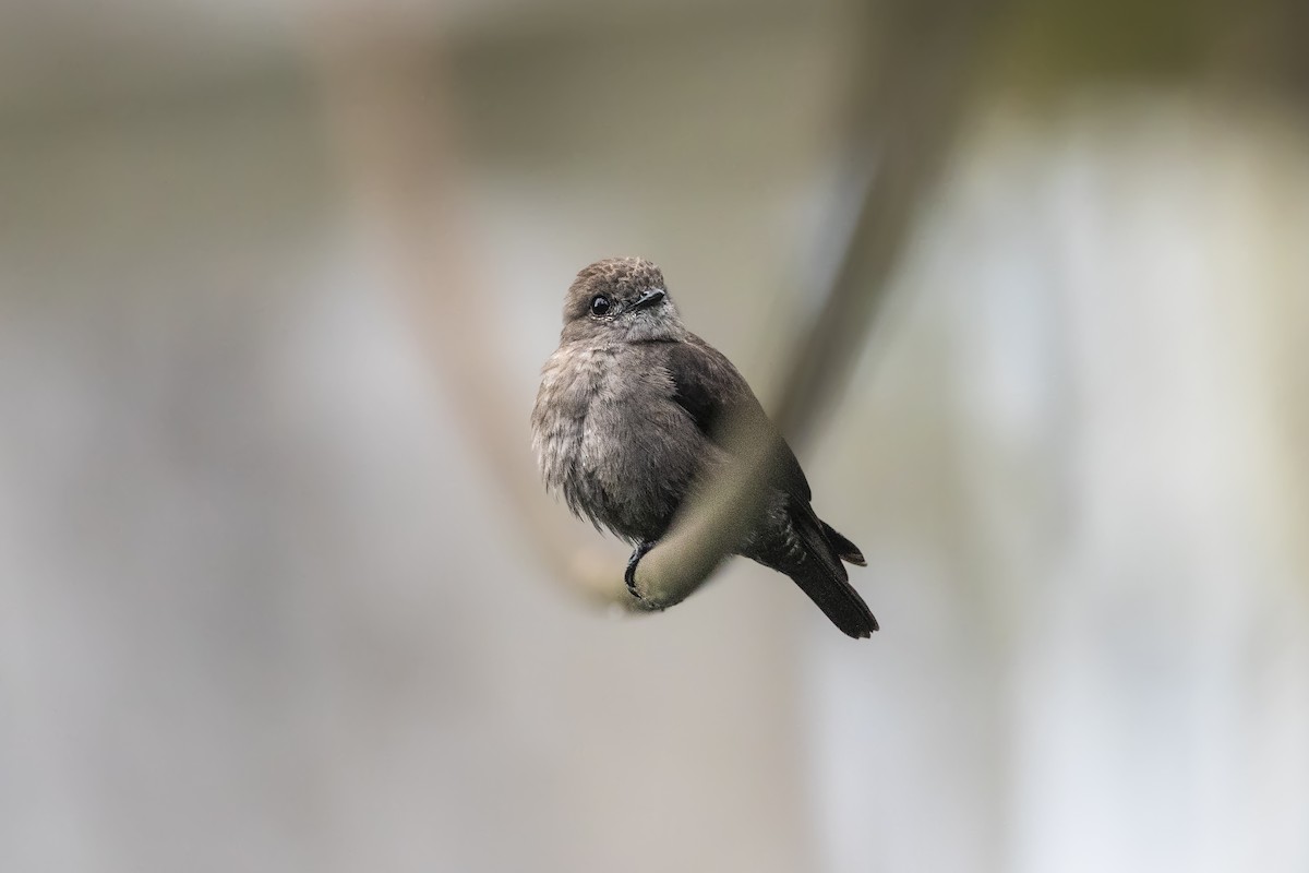 Ussher's Flycatcher - Stefan Hirsch