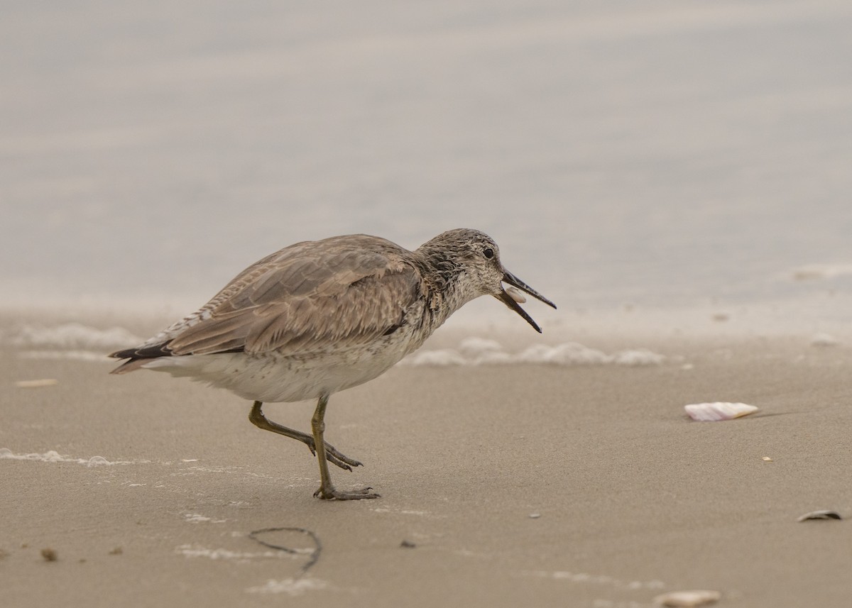 Red Knot - Sheila and Ed Bremer